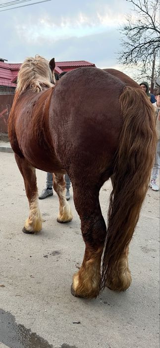 De vanzare manz de 2 ani invatat la utilaje si calarie fff bland