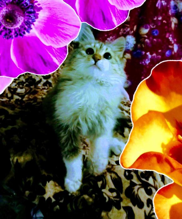 Сибирские котята!