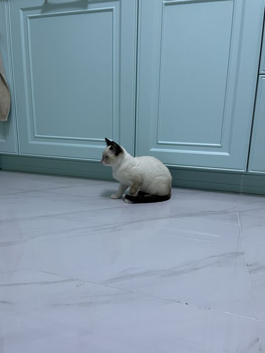 Котенок мальчик 4 мес