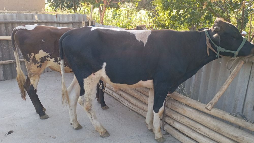 Букалар сотилади