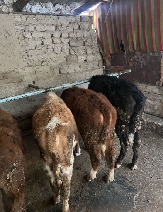 Продам 5 голов!!