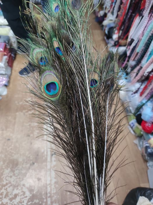 павлинье перо (tovus pati) оптом и в наличии