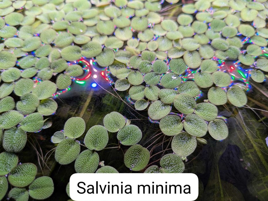Vand plante de acvariu easy si melci