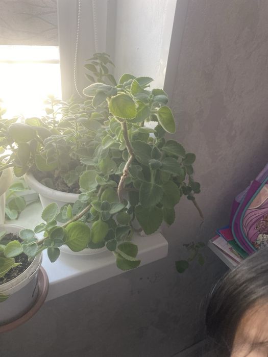 Комнатные растения