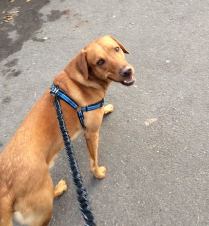 Ofer servicii de plimbat caini