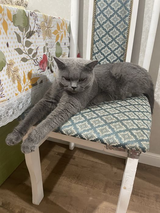 Продам британского кота