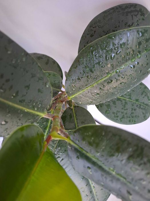 Фикус Микрокарпа