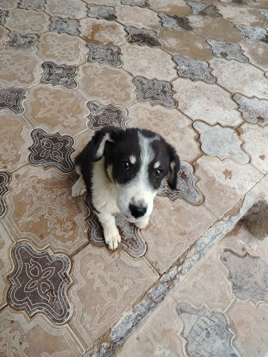 Дехканобод кучуги сотлади