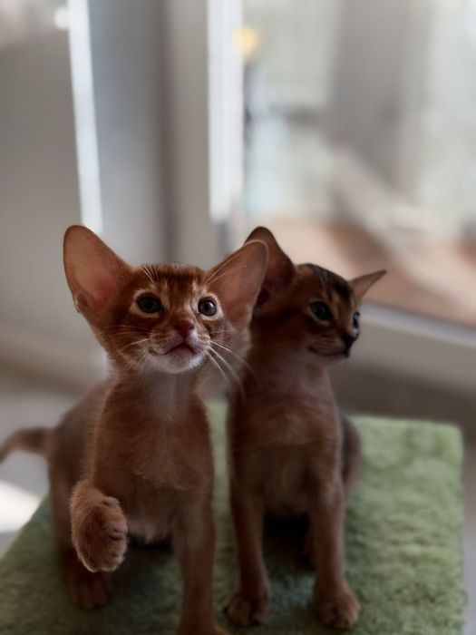Абиссинские котята