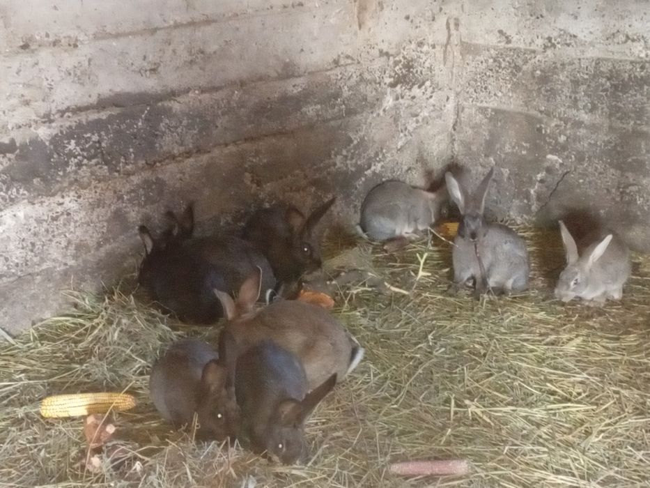 Iepurași de vânzare