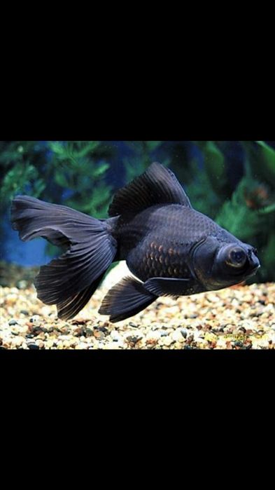 Акквариумные рыбки