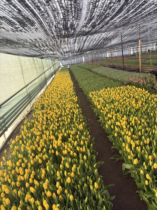 Самый крупный тюльпан в Астане уже скоро в городе