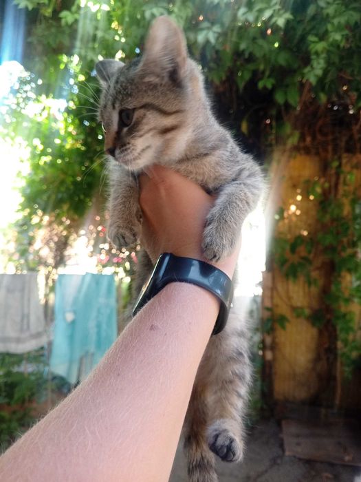 Отдам котят в добрые руки