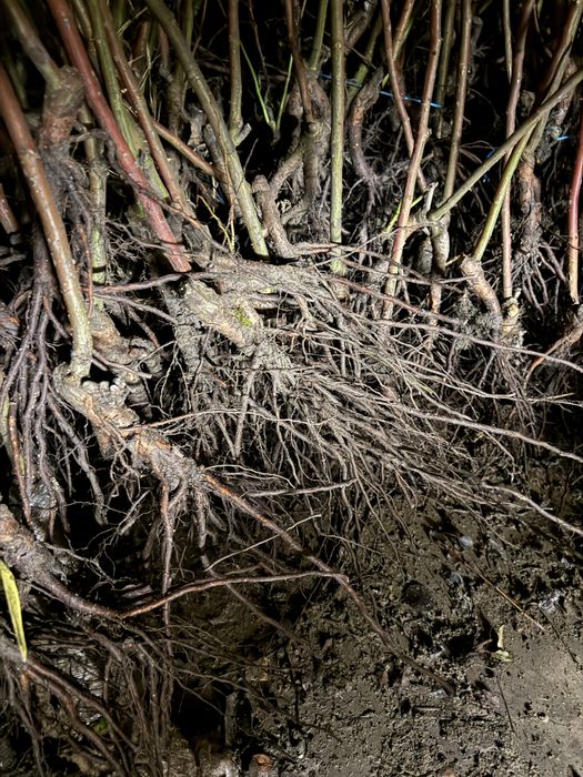 Trandafiri Pomișor EN-GROS (nu trimitem prin curier)