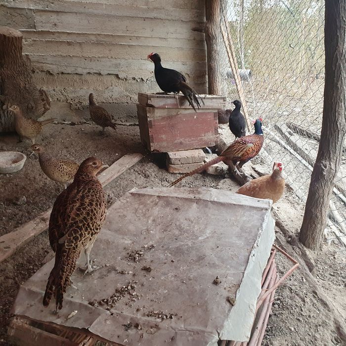 Vând OUA fazani Izabel, tenebros si comuni !!!