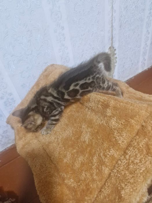 Продам котят Бенгалы