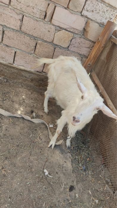 Занен ешкі сатылады