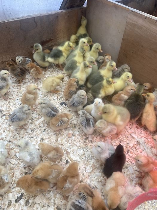 Vand boboci de gasca de 3 zile