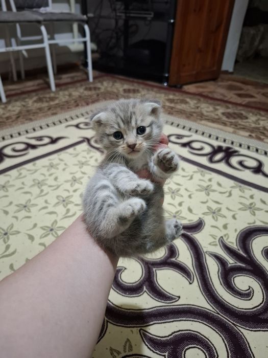 Котенок домашние