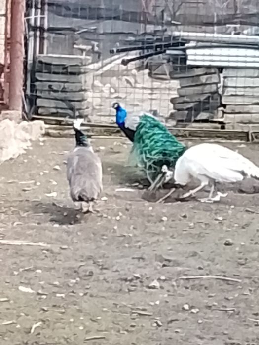 Vând oua de păun 50 ron