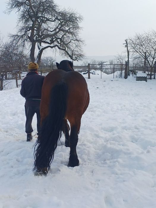 Armăsar de vânzare