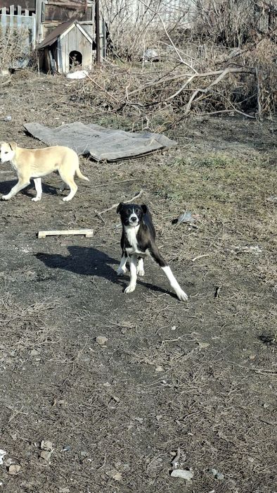 Отдам собак порода таз