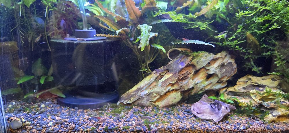 Продавам 25 л.аквариум с всичко живо в него,риби,растения,скариди