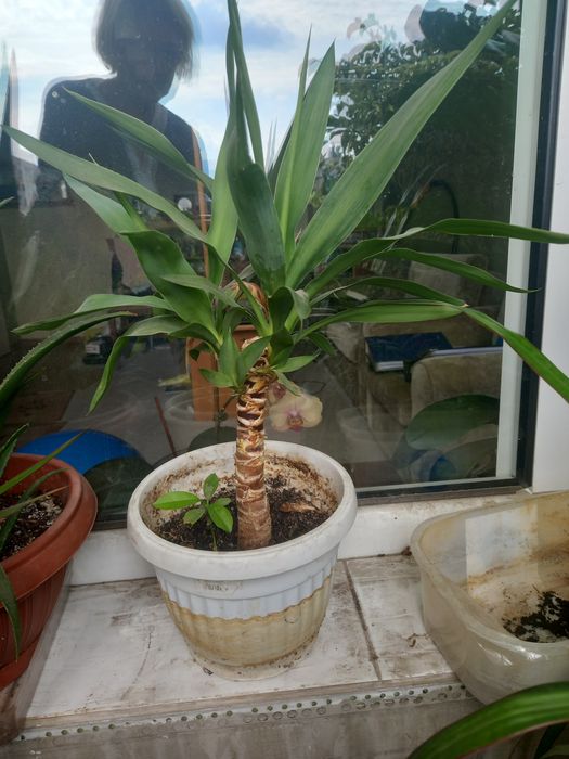 Многогодишен зелен храст. Euonymus japonicus, драцена, лирата,