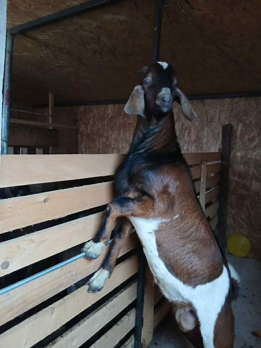 Vând două capre alpine franceze