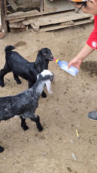 Нуб еркек лақтар сатылады