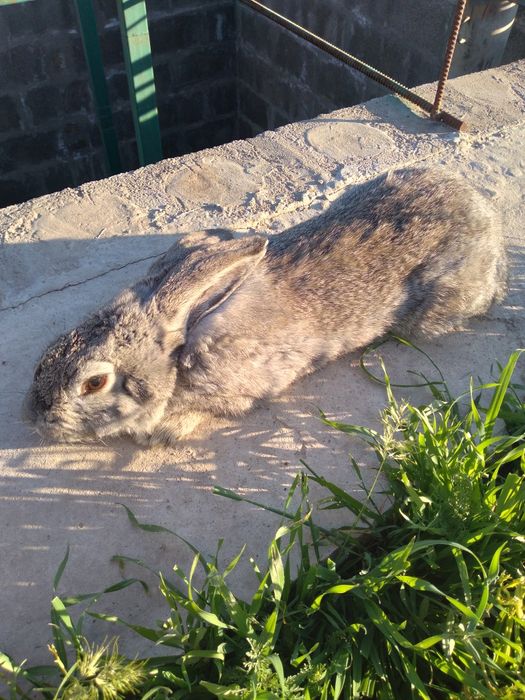 Еркек қоян срочно сатылады