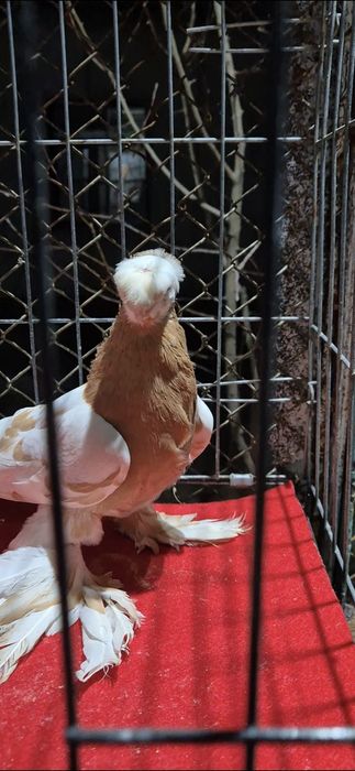 Голубкааааааа аааа