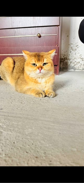 Золотая шиншила мальчики
