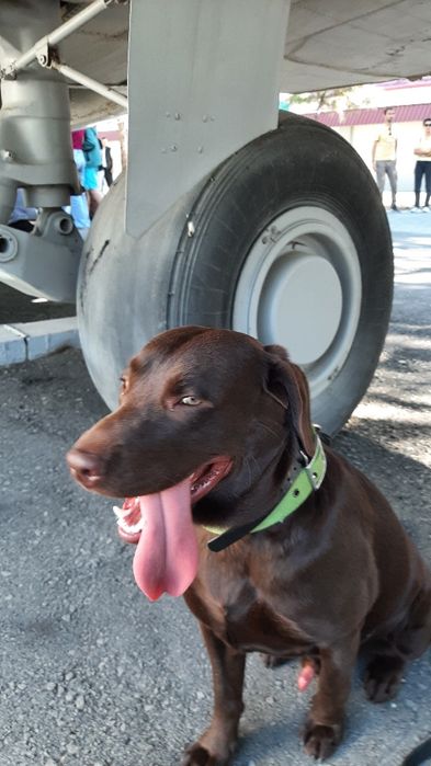 Вязка собаки лабрадор