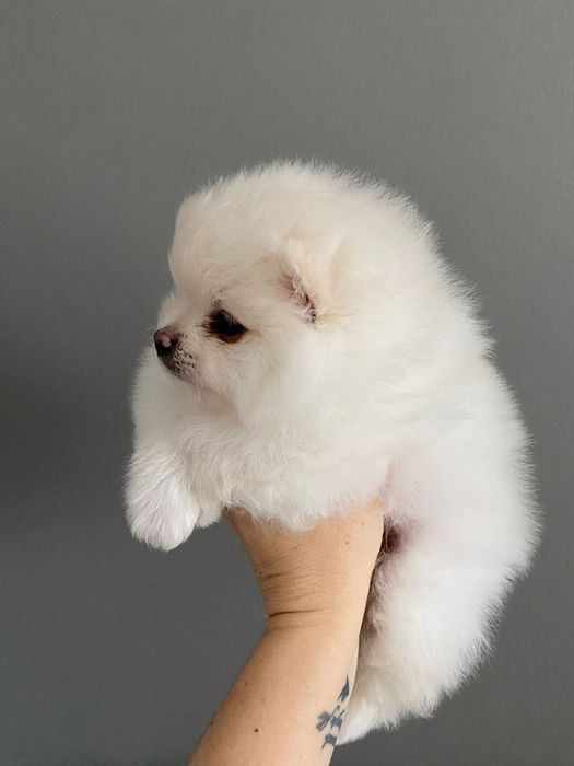 Продам щенков померанского шпица