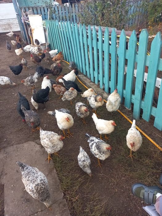 Продам домашние куры