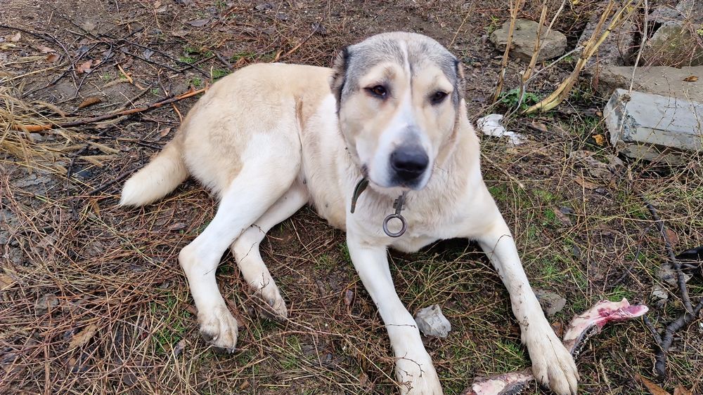 Продам чистокровная сао