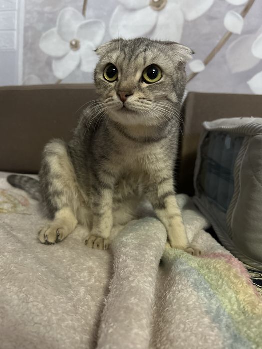 Кошка шотланские вислоухия