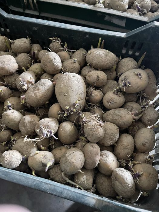 Cartofi de samanta riviera