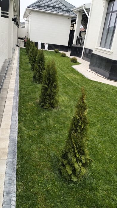 Газон/Автополив г.Шымкент