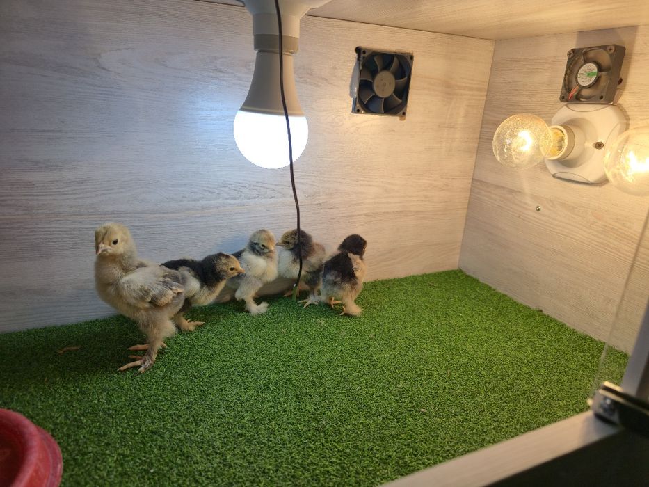 Bruder  Брудер zamonaviy