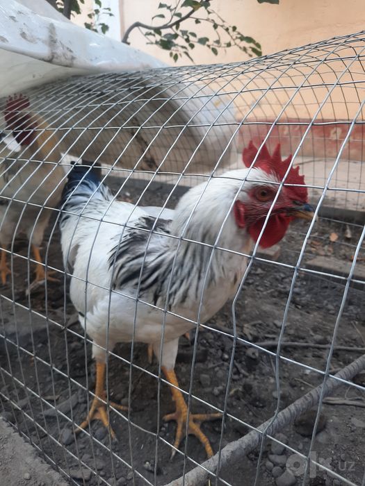 Adler zotli xo'roz sotiladi yoki makiyoniga almashtiriladi