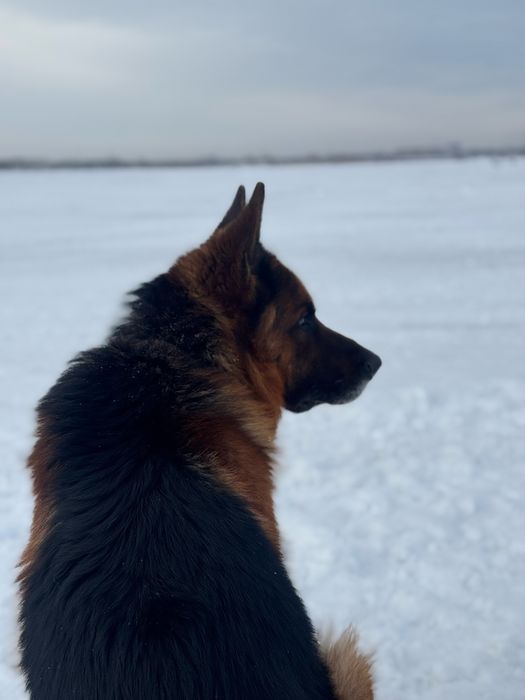 Вязка кобеля немецкой овчарке