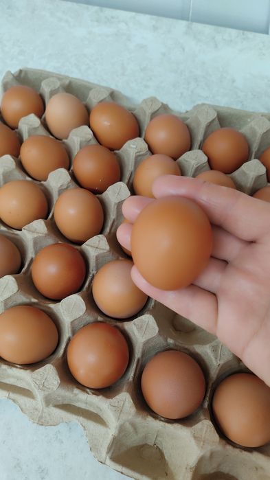 Продам домашние куриные яйца.