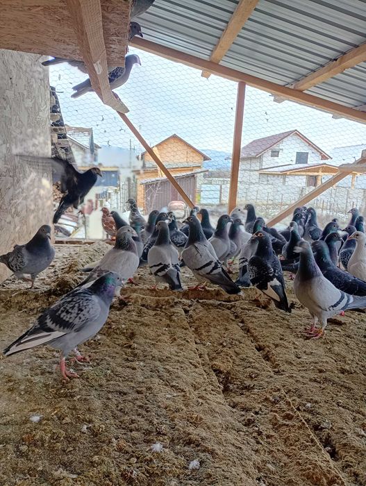 De vânzare  porumbeii voiajori