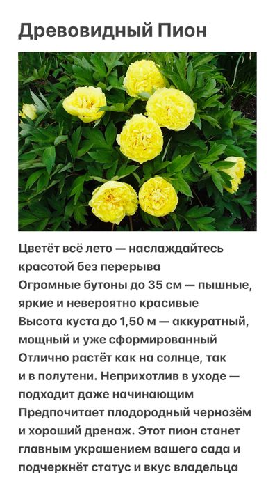 Плодовые и цветущие деревья и кустарники