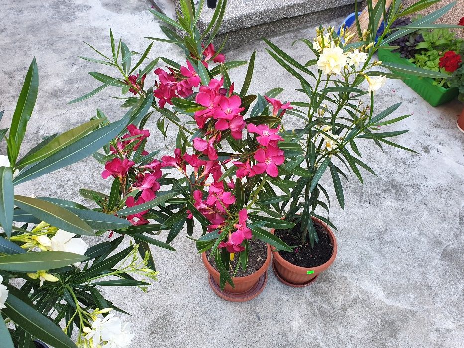 Олеандър Зокум Лян / Nerium oleander,