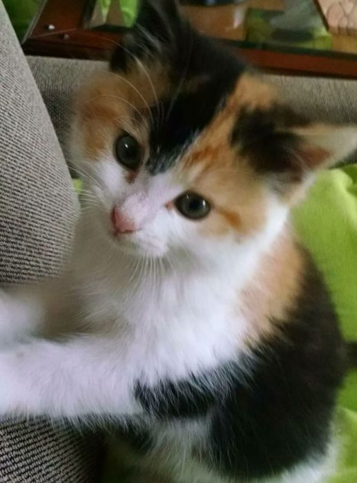 Siberiana de Pădure