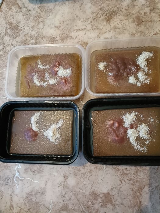 Аулофорус,живой корм