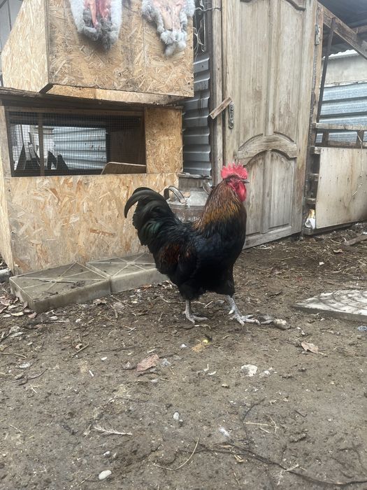 Петух джерийский